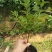 杜鹃花盆栽