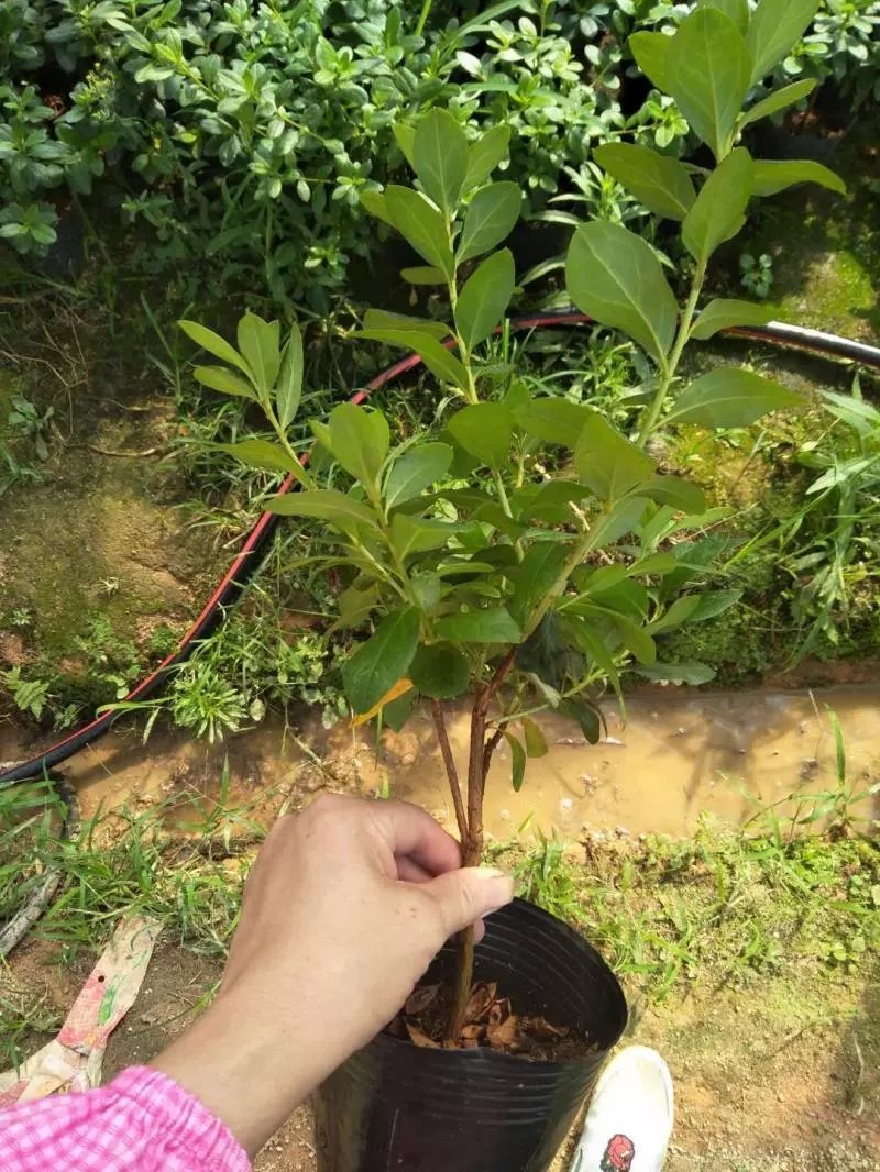 杜鹃花盆栽