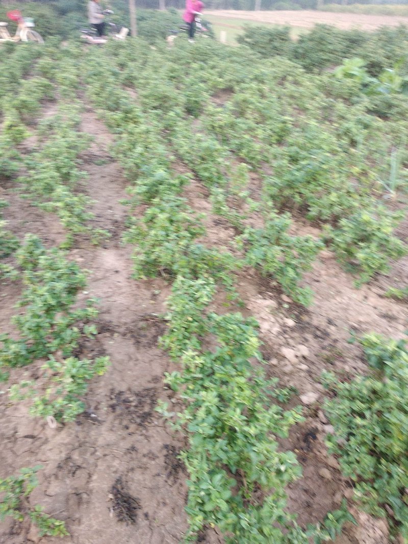 金银花树