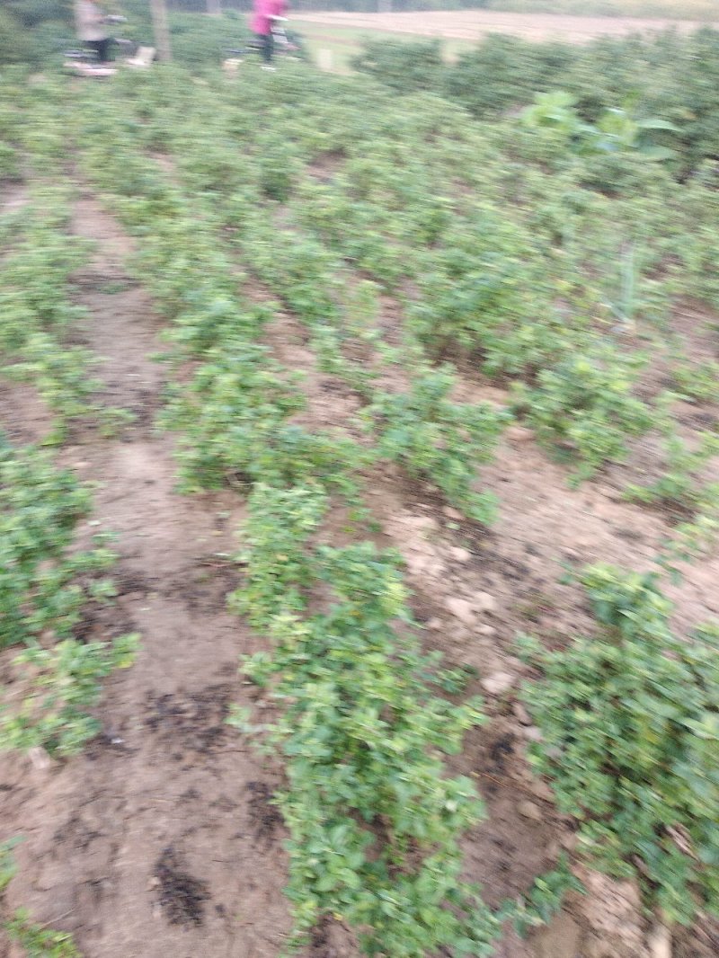 金银花树