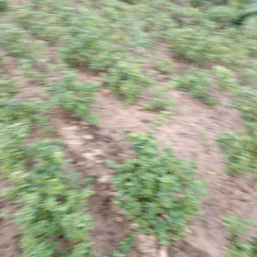 金银花树