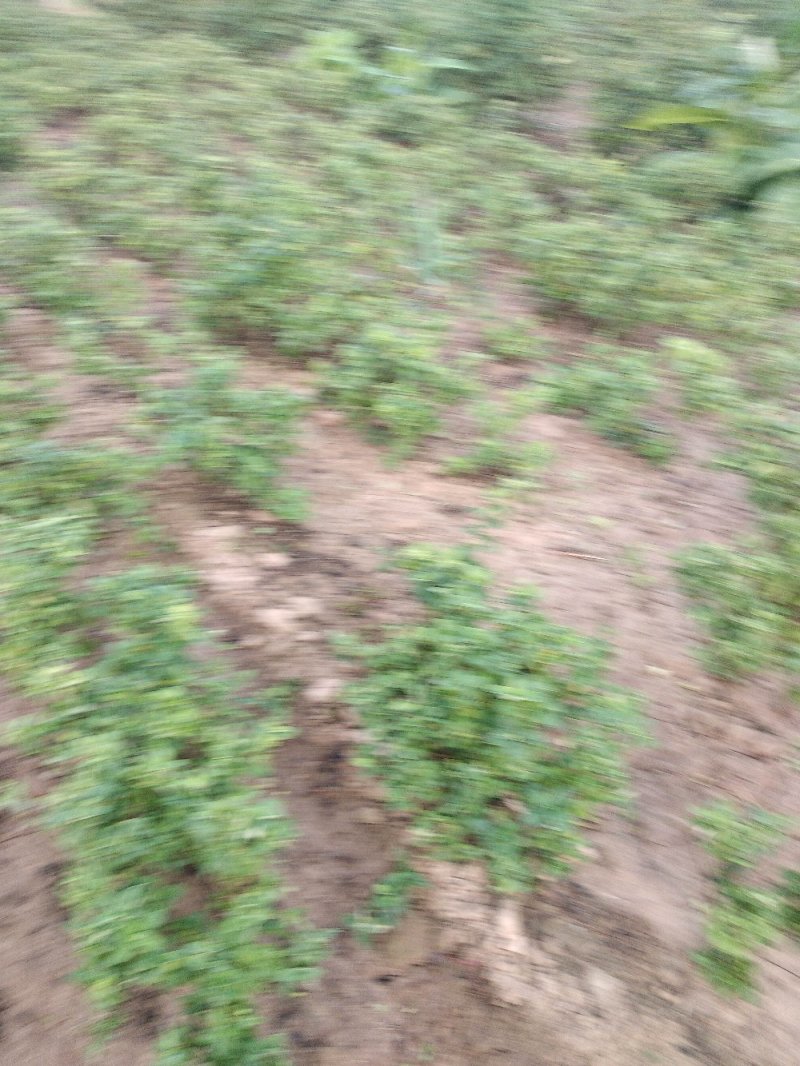 金银花树