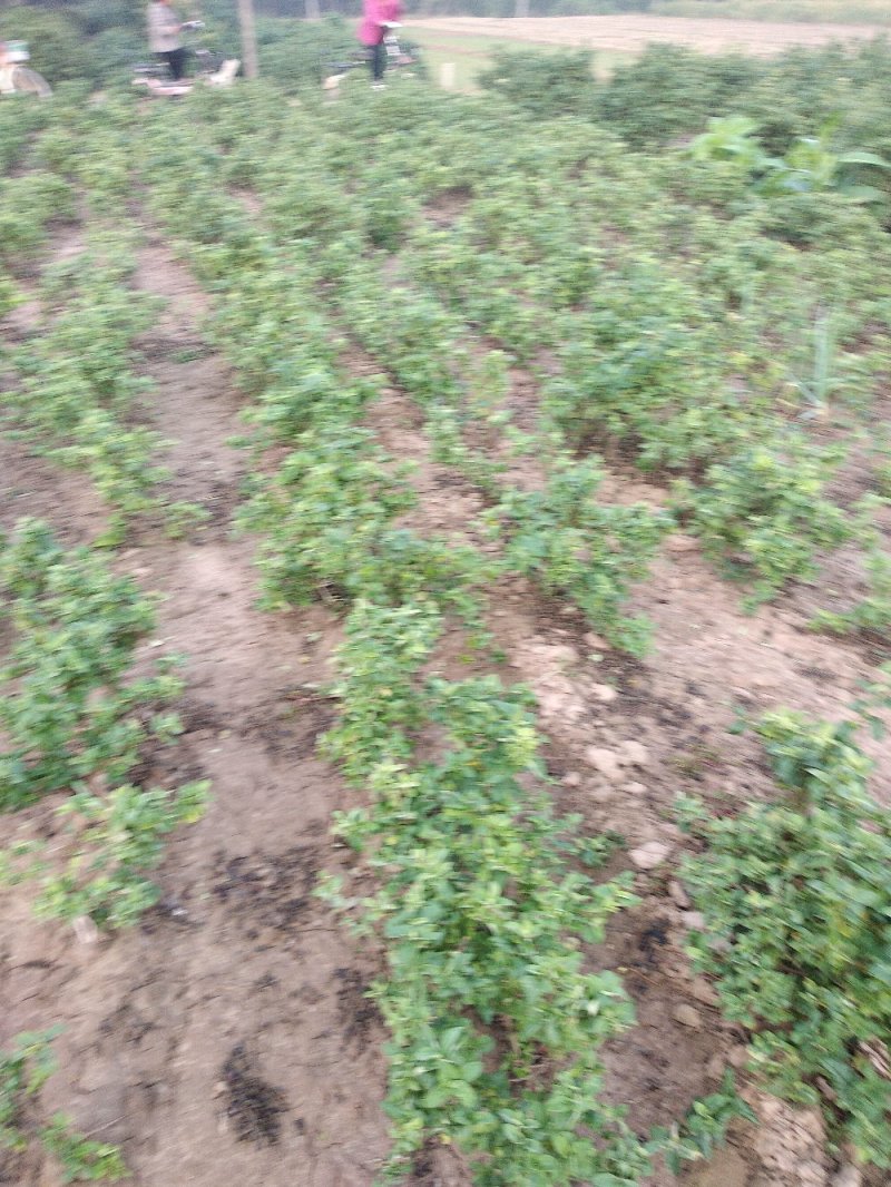 金银花树