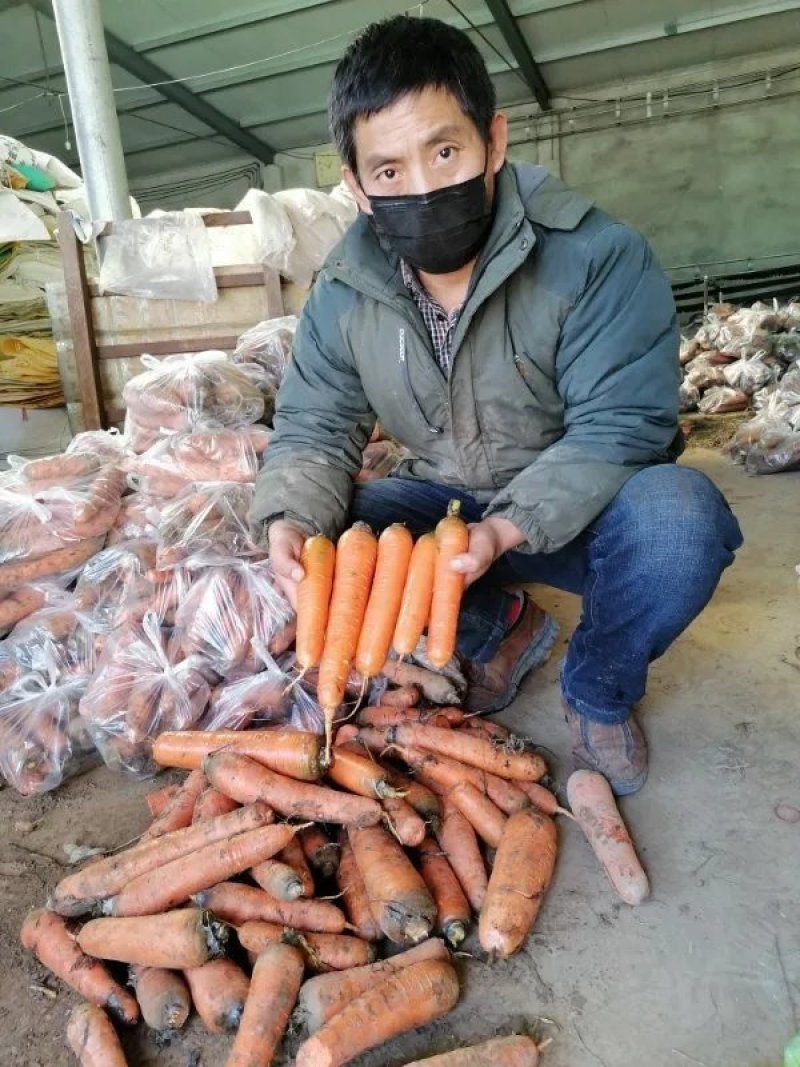 山东单县胡萝卜