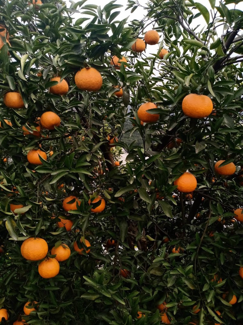 柑橘水果