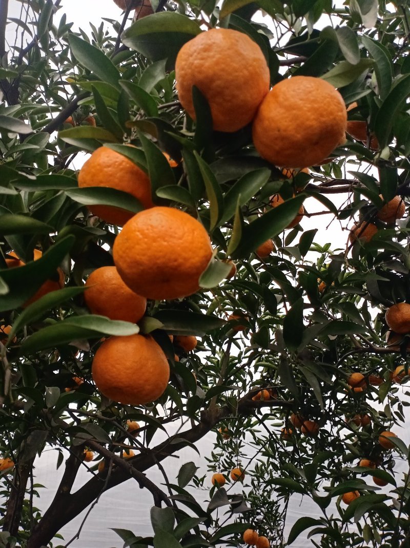 柑橘水果