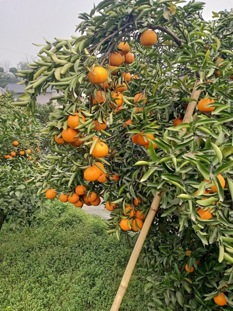 柑橘水果
