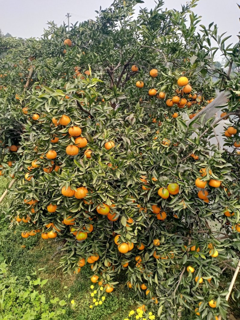 柑橘水果