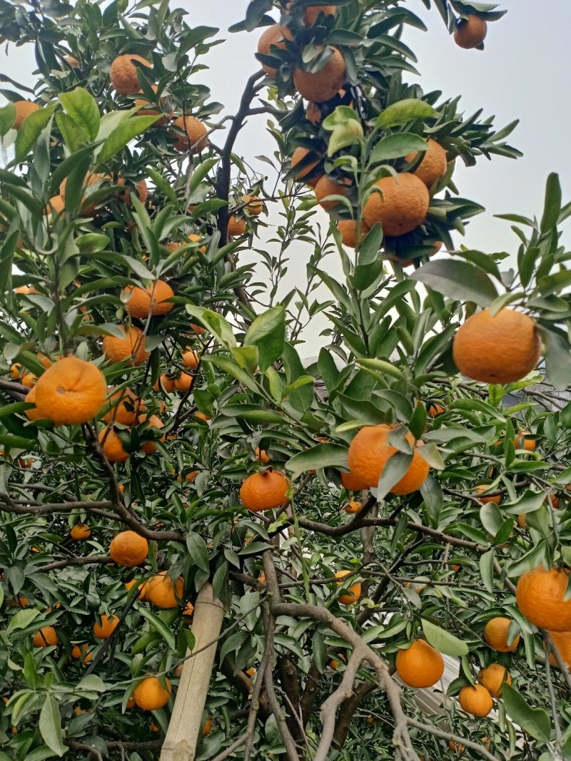 柑橘水果