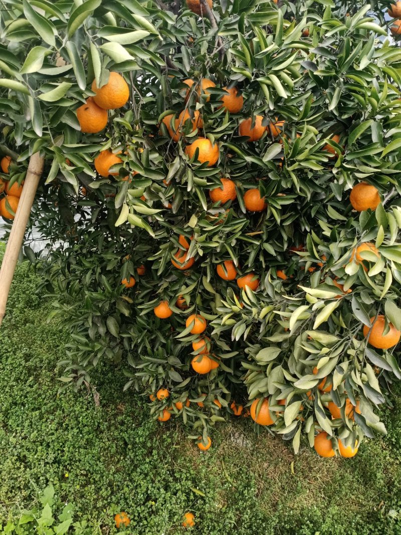 柑橘水果