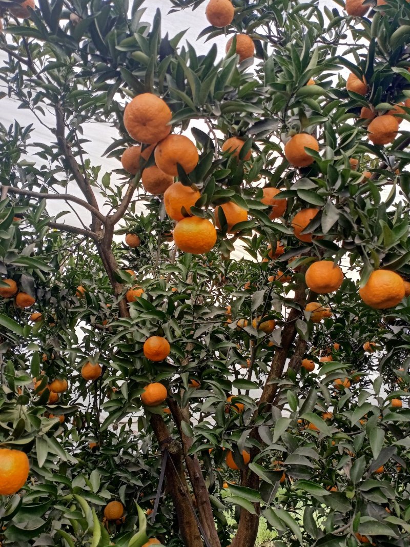 柑橘水果