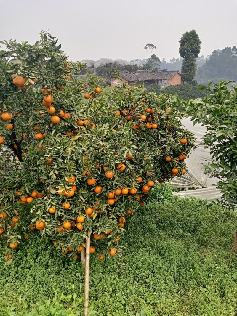 柑橘水果
