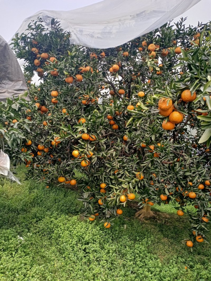 柑橘水果