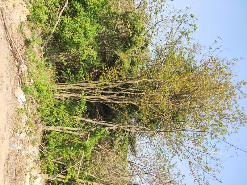 大规格丛生紫薇有意出售，70年树龄，树型优美