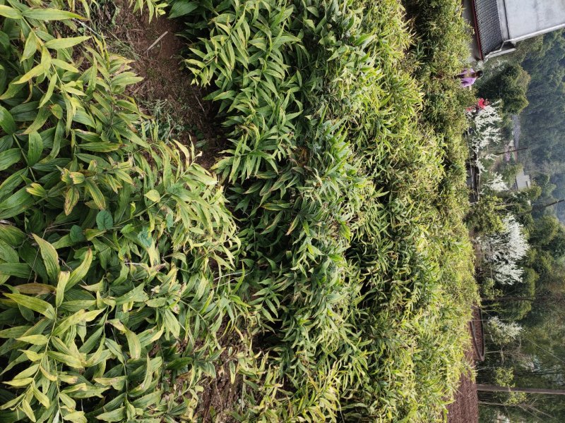 黄精四川姜形多花甜黄精各种规格均有，产量高投入少