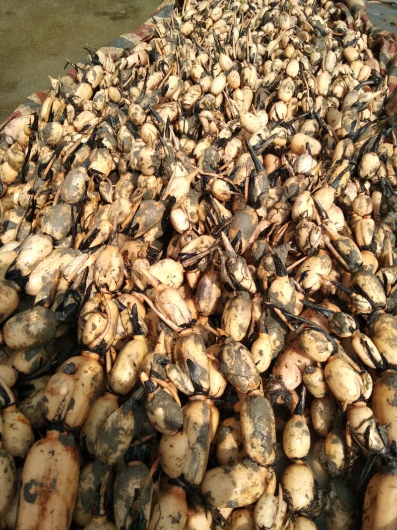 第一年纯三五，六号田藕藕种开售