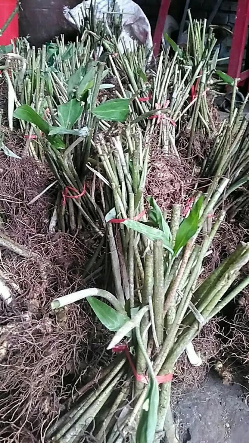 纯野生姜型甜黄精