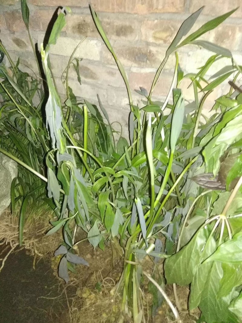 纯野生姜型甜黄精