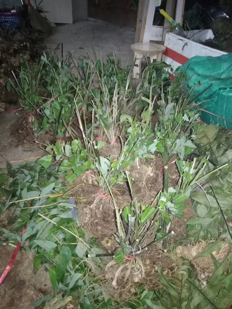 纯野生姜型甜黄精