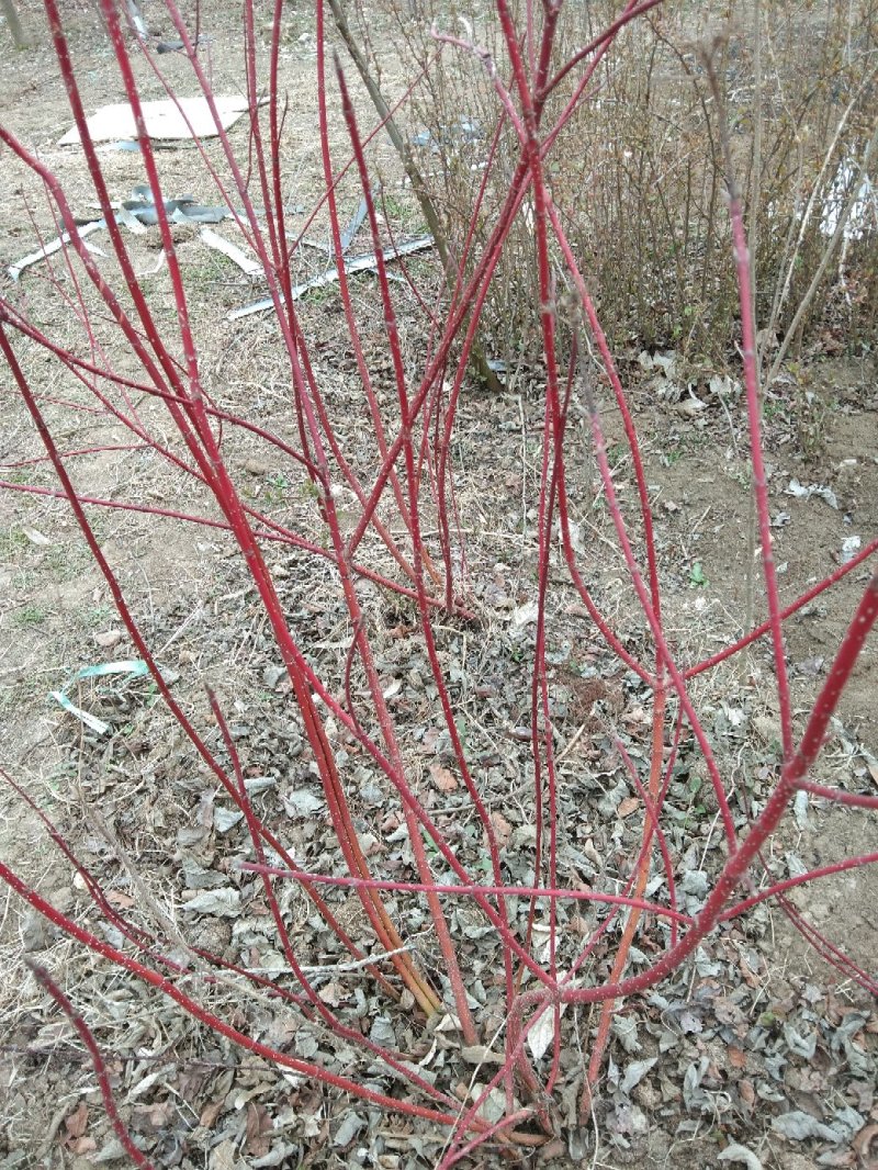 红瑞木又名红马球彩色彩色品种单枝丛生齐全