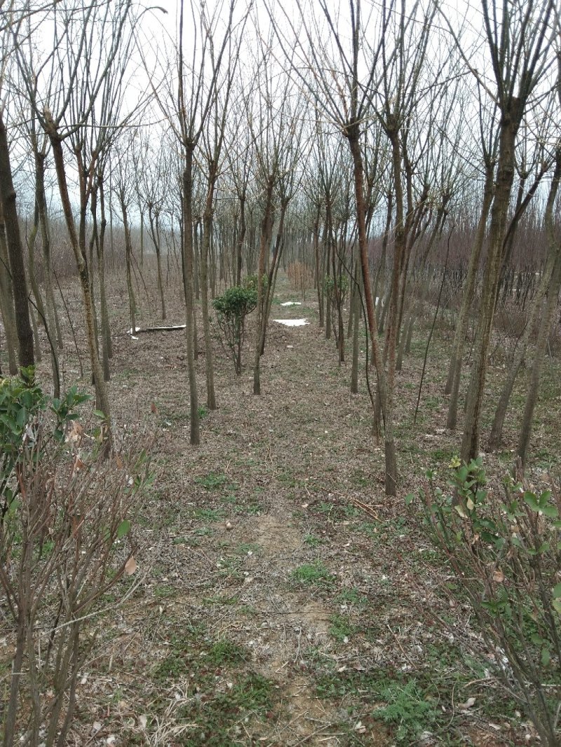 龙瓜魂剌槐四季常青行道树一至多年生齐全