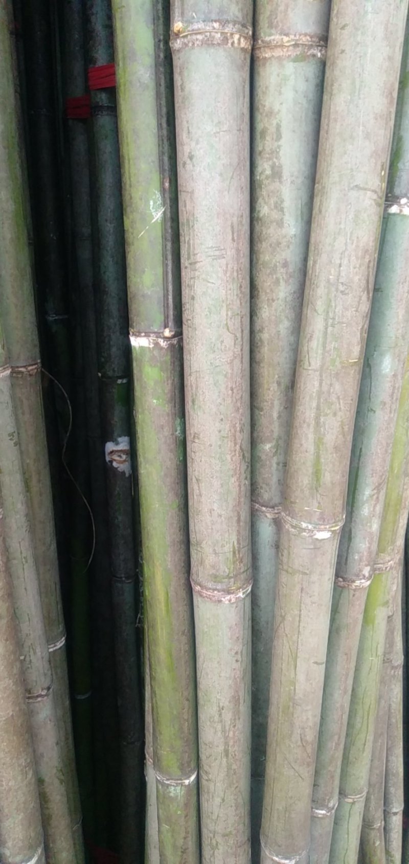 长期供应各种规格的竹竿