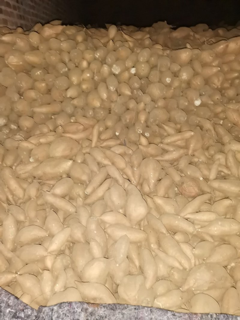 唐山市玉田县红薯种植户