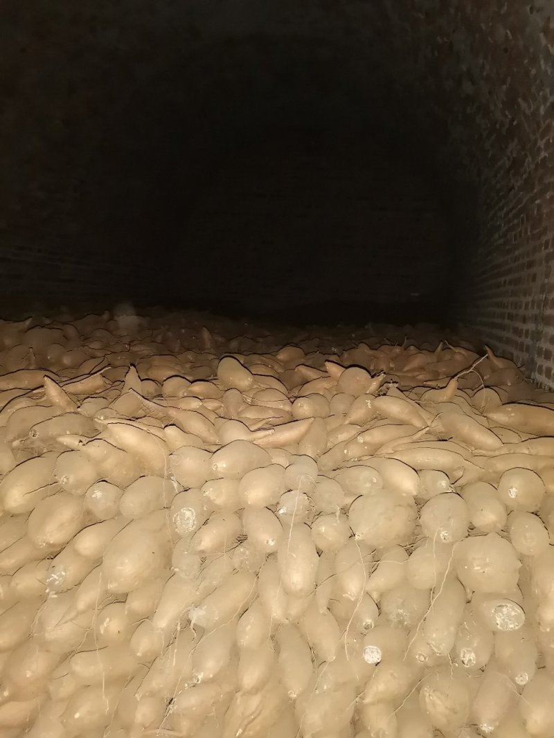 唐山市玉田县红薯种植户