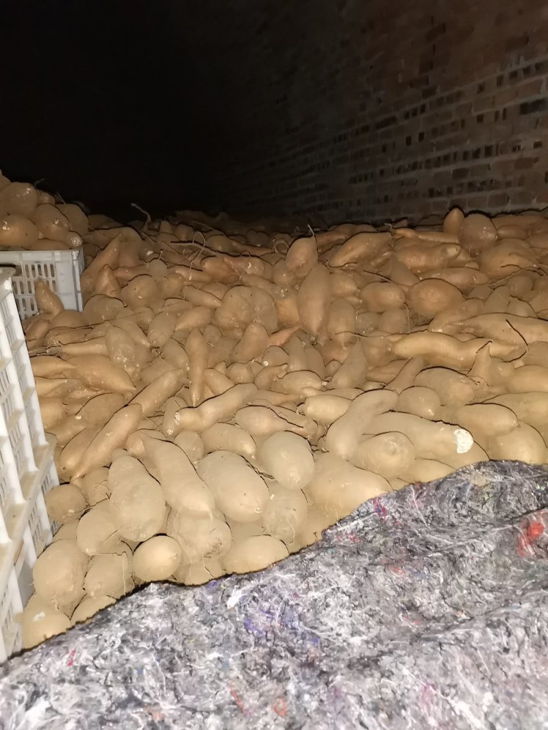 唐山市玉田县红薯种植户