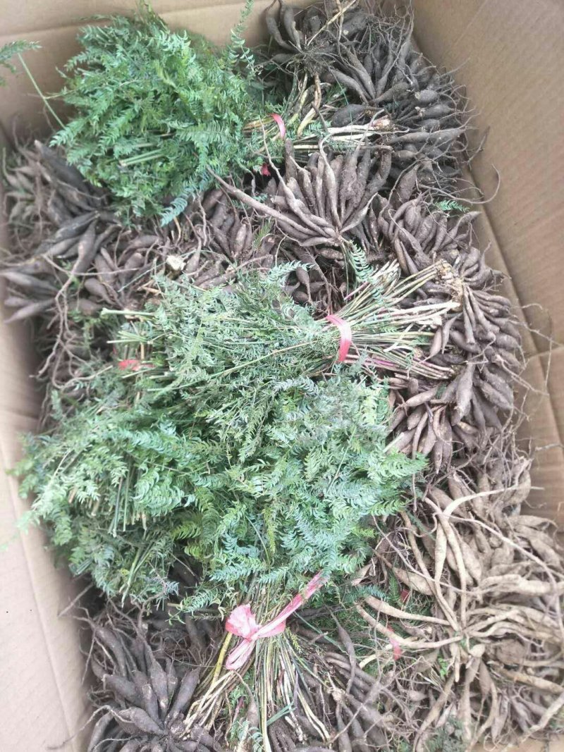 出售优质天冬苗效益非常好