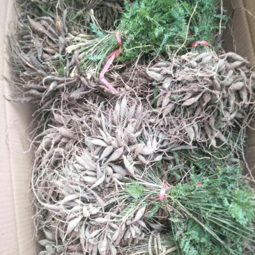 出售优质天冬苗效益非常好