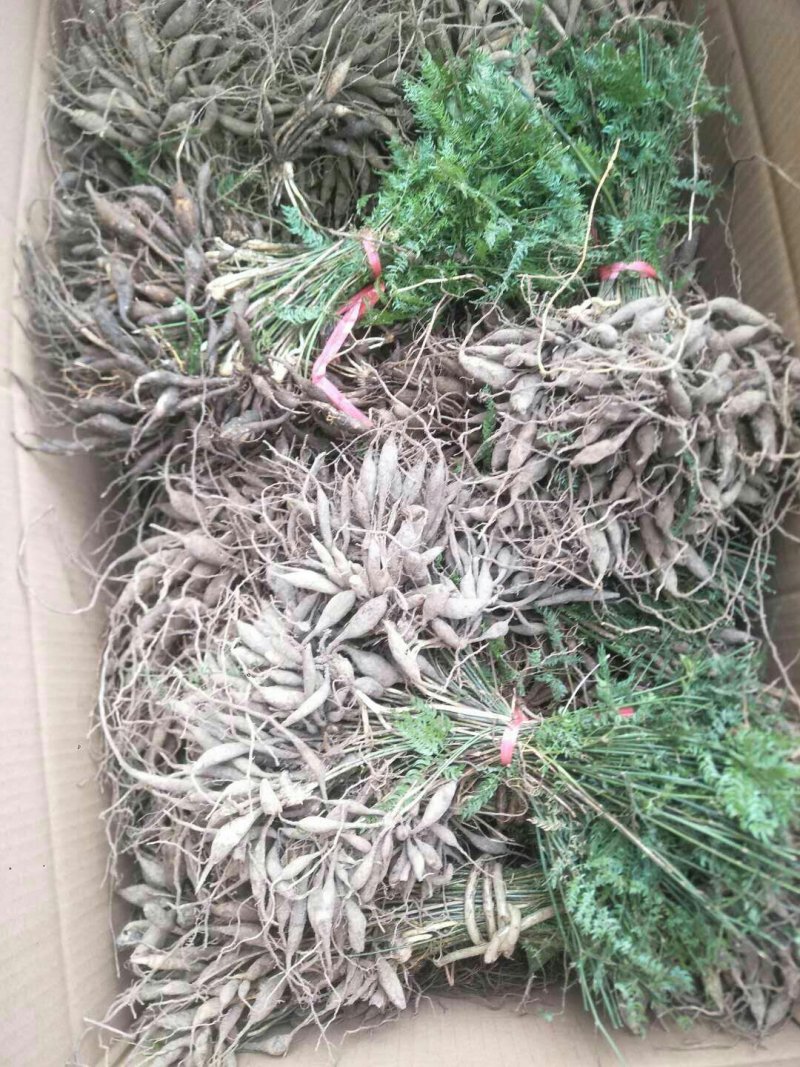 出售优质天冬苗效益非常好