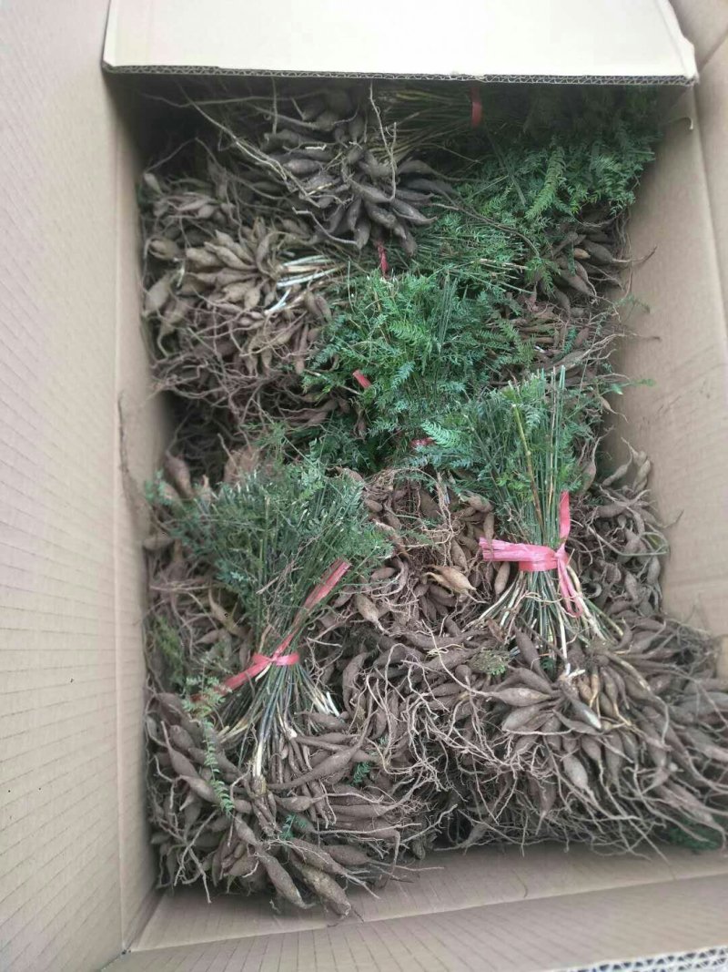 出售优质天冬苗效益非常好