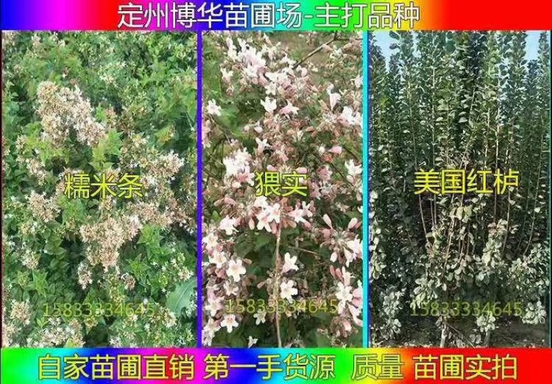 塔桧望都塔桧园柏塔桧价格大量供应各种规格塔桧