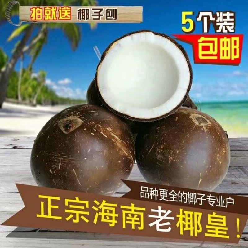 海南椰皇老椰子品质杠杠滴