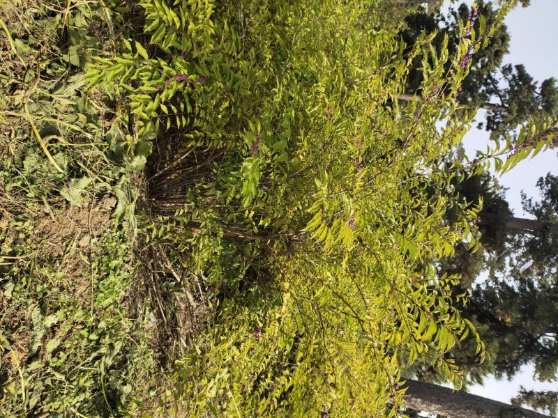 红瑞木红瑞木价格红瑞木产地定州红瑞木价格