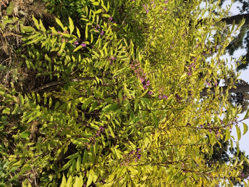 红瑞木红瑞木价格红瑞木产地定州红瑞木价格