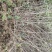 六道木六道木价格六道木降龙木河北定州苗木基地