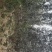 六道木六道木价格六道木降龙木河北定州苗木基地