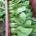上海青青梗小青菜，大量供应浙江，上海，江苏周边，青梗无丝