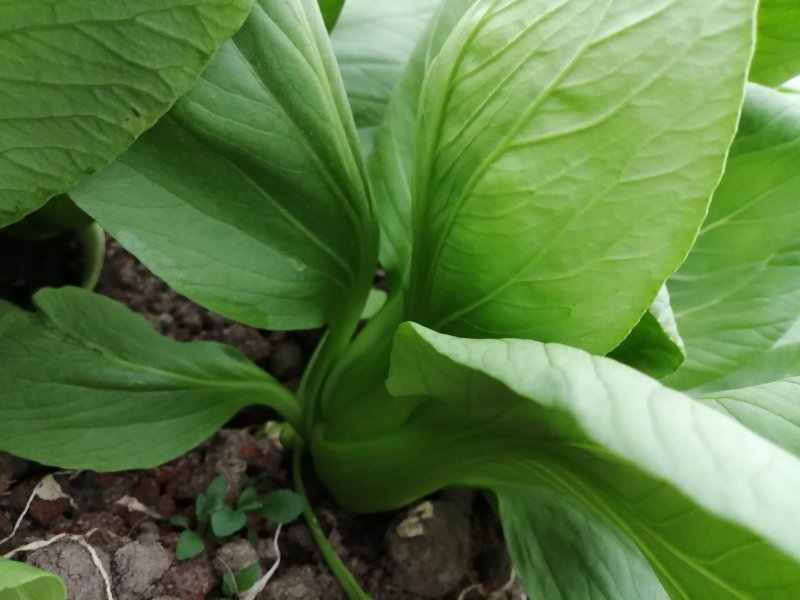 上海青青梗小青菜，大量供应浙江，上海，江苏周边，青梗无丝