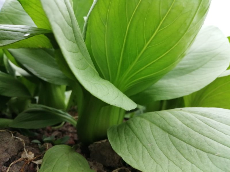 上海青青梗小青菜，大量供应浙江，上海，江苏周边，青梗无丝