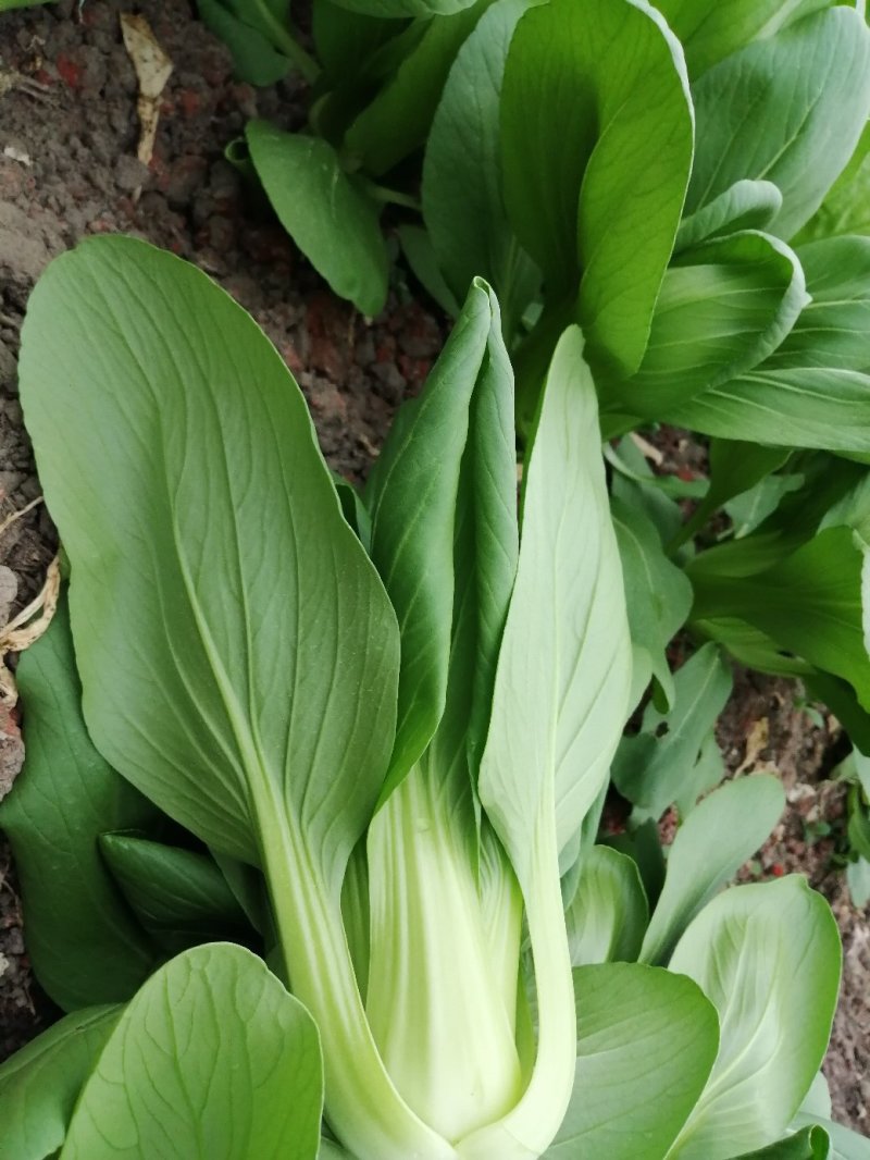 上海青青梗小青菜，大量供应浙江，上海，江苏周边，青梗无丝