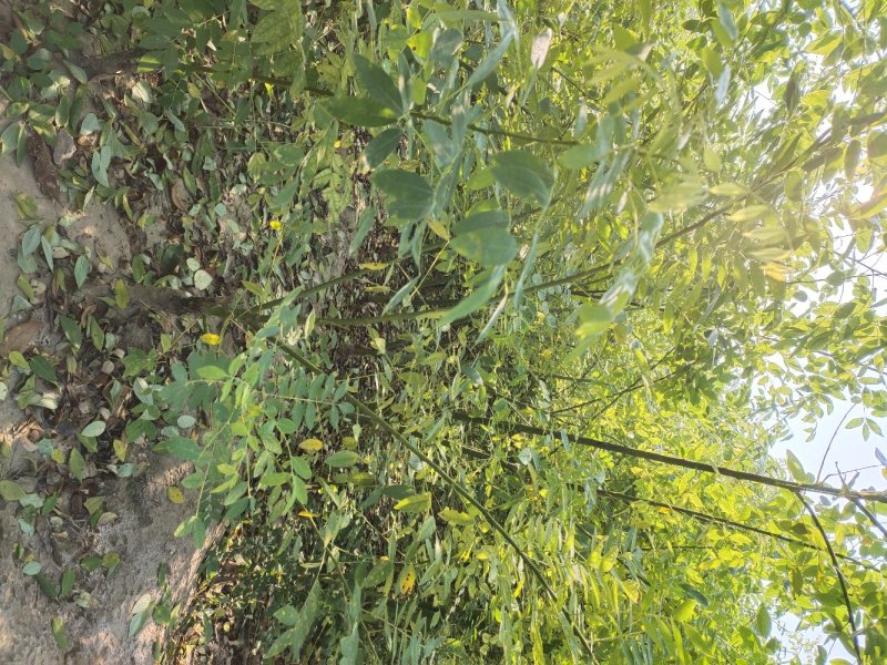 大花溲疏大花溲疏价格大花溲疏产地大花溲疏哪里有