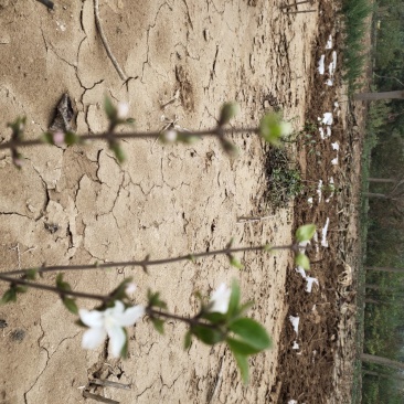 大花溲疏大花溲疏价格大花溲疏产地大花溲疏哪里有