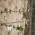 大花溲疏大花溲疏价格大花溲疏产地大花溲疏哪里有