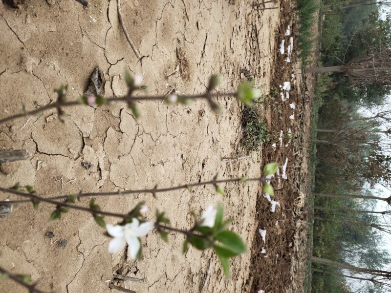 大花溲疏大花溲疏价格大花溲疏产地大花溲疏哪里有