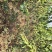 大花溲疏大花溲疏价格大花溲疏产地大花溲疏哪里有