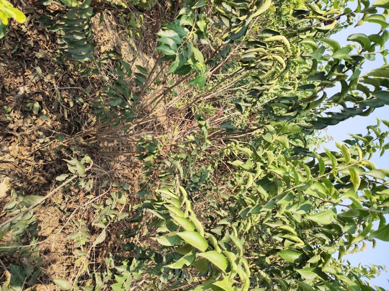 大花溲疏大花溲疏价格大花溲疏产地大花溲疏哪里有