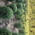 大花溲疏大花溲疏价格大花溲疏产地大花溲疏哪里有